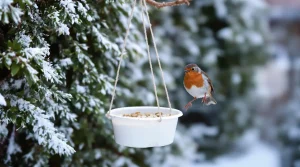 Arrêtez de jeter ce petit pot en plastique : il devient la mangeoire préférée des oiseaux cet hiver