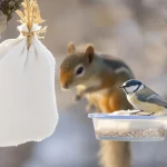 Attention, vos oiseaux sont en danger : pourquoi glisser un savon dans une chaussette peut les sauver