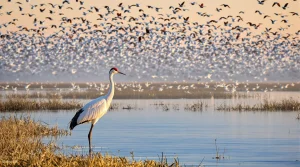 Avec plus de 36 000 individus, le retour des grues cendrées en Camargue se confirme en 2026