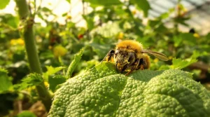 Découverte : les bourdons piquent les plantes pour les faire fleurir plus tôt, voici pourquoi