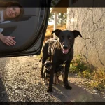 En voyant une chienne et ses 2 chiots au bord de la route, une automobiliste fait aussitôt demi-tour