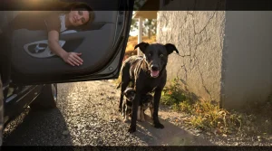 En voyant une chienne et ses 2 chiots au bord de la route, une automobiliste fait aussitôt demi-tour