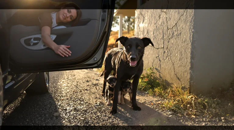 En voyant une chienne et ses 2 chiots au bord de la route, une automobiliste fait aussitôt demi-tour