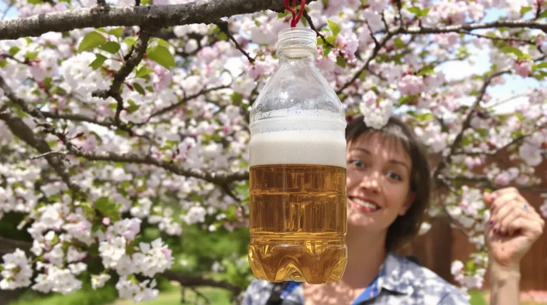 Fini les pièges inefficaces : en 2026, cette boisson attire les frelons asiatiques sans nuire aux abeilles