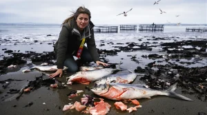 L’élevage funeste du saumon : la vérité sur une filière aux lourdes conséquences