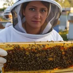 « Le varroa est la pire menace pour nos abeilles » : l’apiculture charentaise sous pression