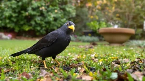 Quelle est la vraie signification de la présence d’un merle dans son jardin ? Voici pourquoi